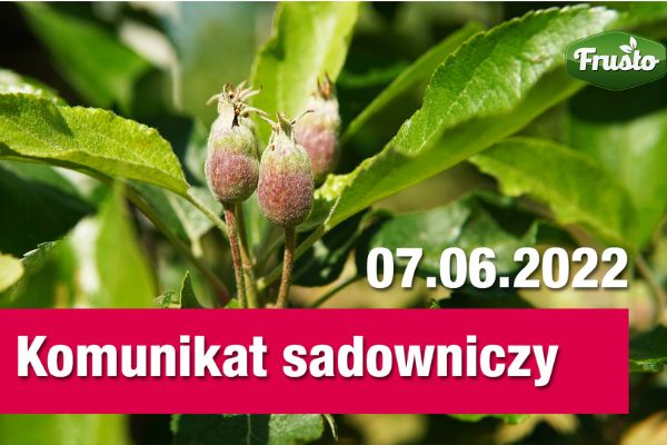 Komunikat sadowniczy 07.06 / ważne pułapki feromonowe, presja szkodników